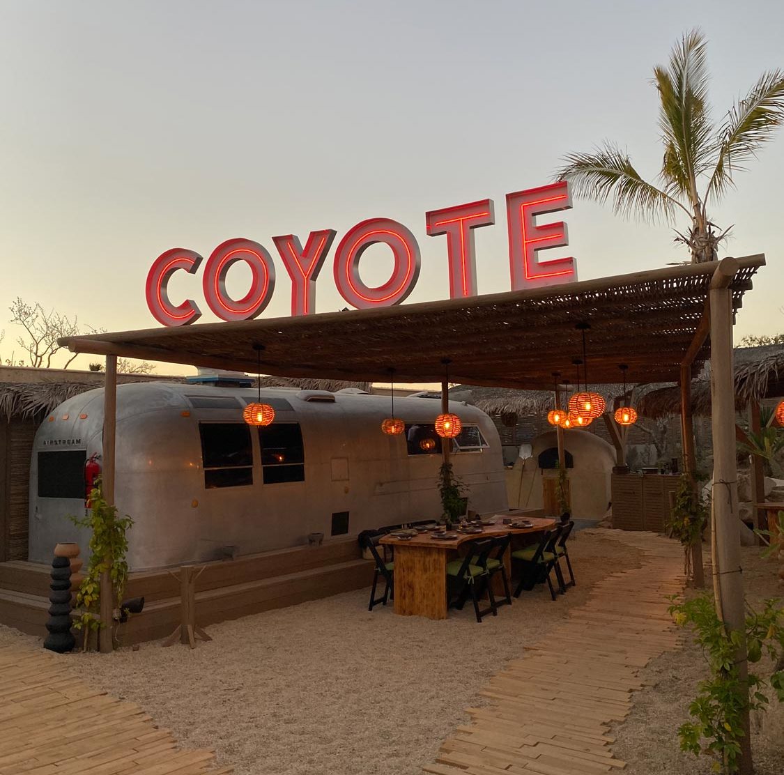 Coyote